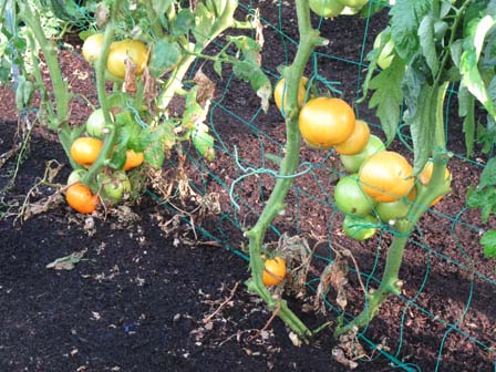 Bottom Branches Trimmed